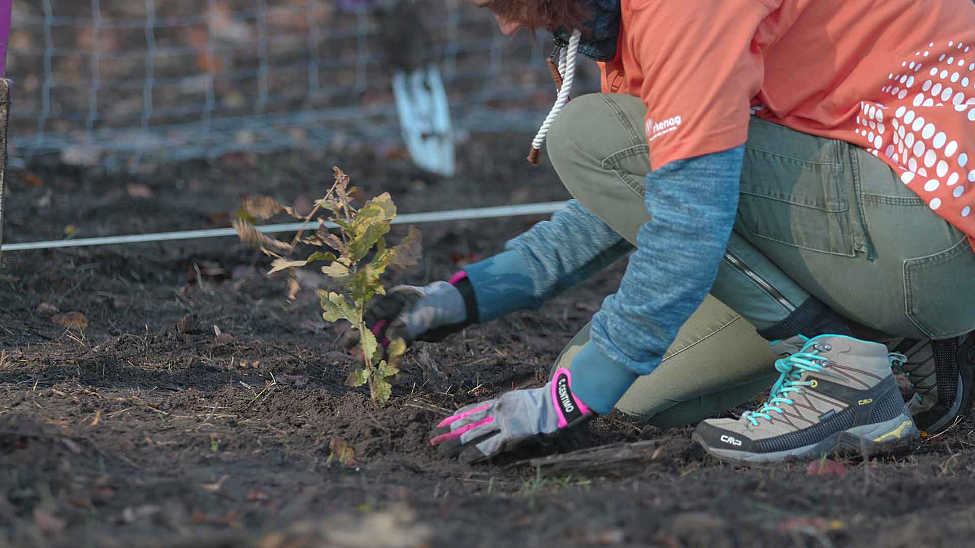 rhenag Mitarbeiterin pflanzt einen Baumsetzling im Zukunftswald.
