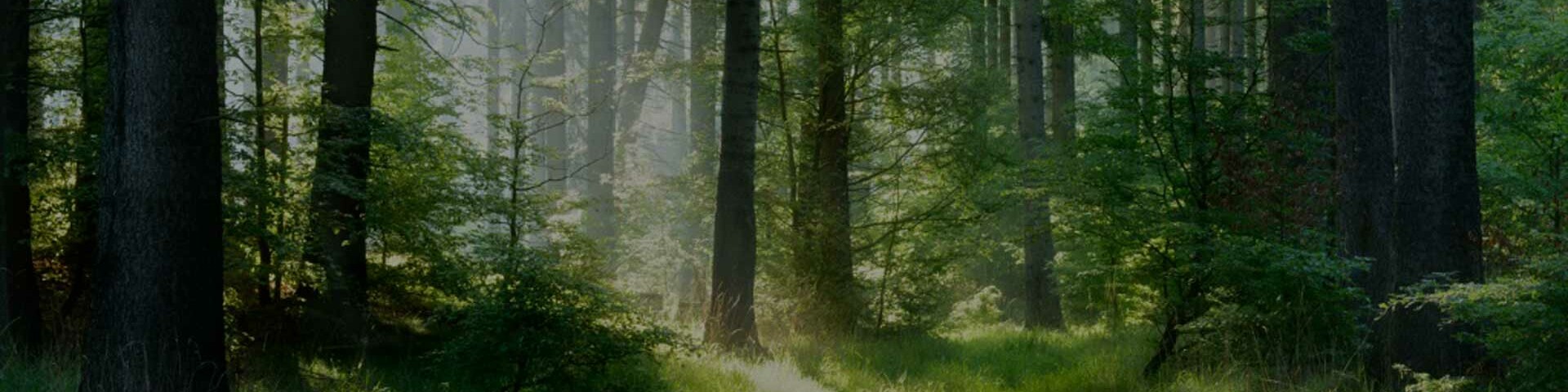 Sonnenstrahlen fallen durch einen grasgrünen Wald