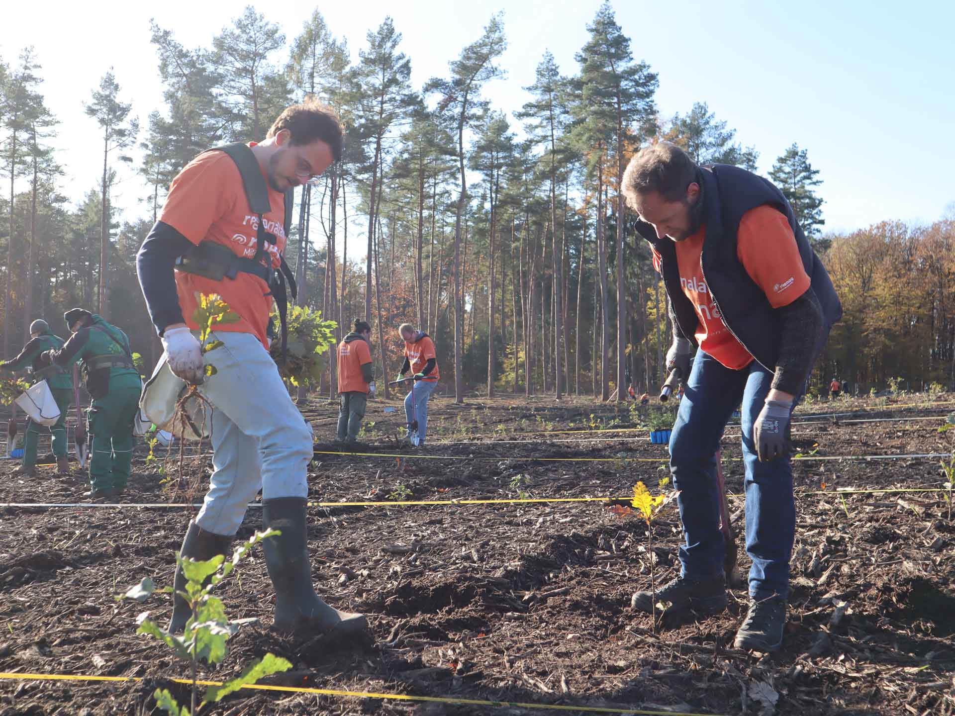 rhenag Mitarbeiter pflanzen Baumsetzlinge im Zukunftswald.