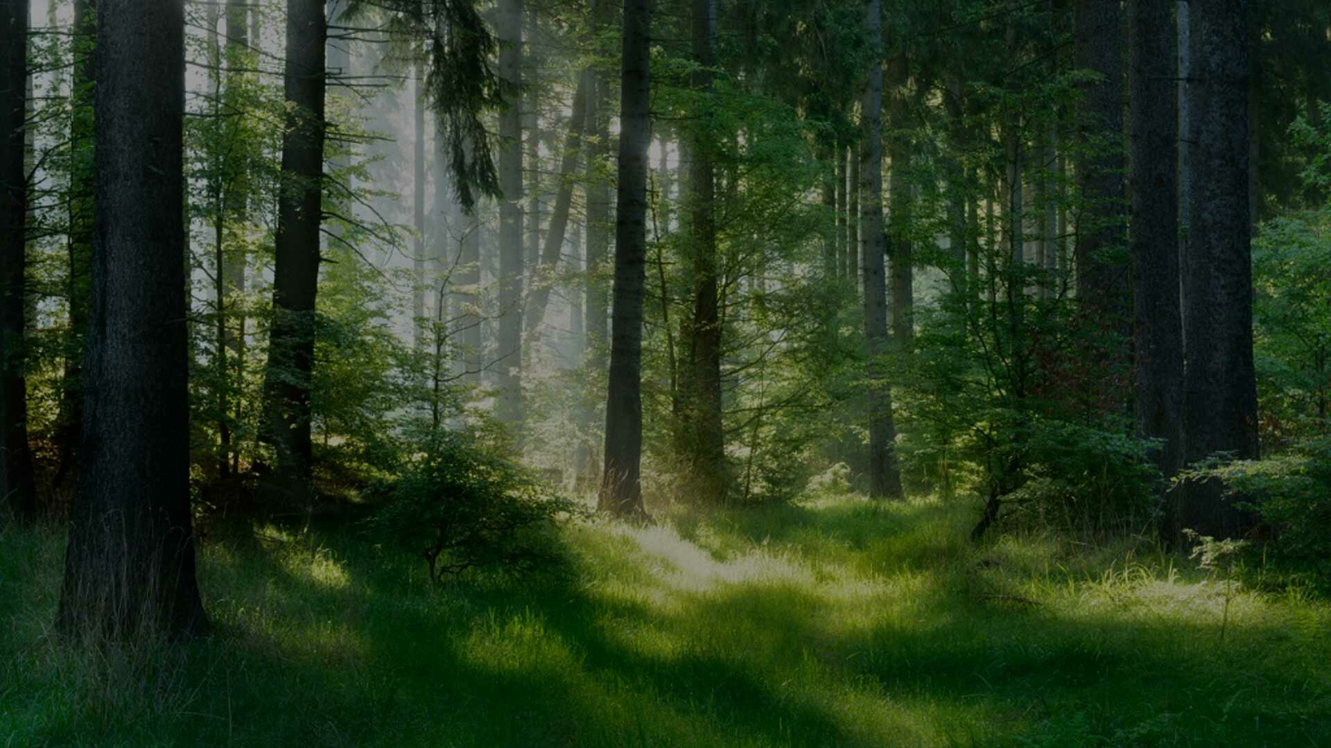 Sonnenstrahlen fallen durch einen grasgrünen Wald
